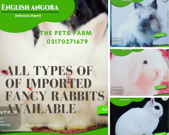 english-angora-rabbit-full-face-imported-indonesian-bloodline-adult-pair-for-sale-big-4