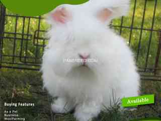 english-angora-rabbit-full-face-imported-indonesian-bloodline-adult-pair-for-sale