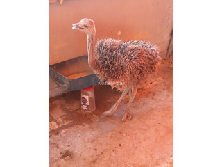 Ostrich Male 3 to 4 Months Old