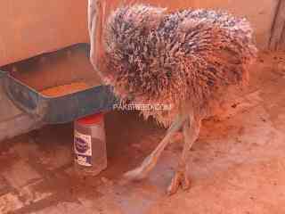 ostrich-male-3-to-4-months-old