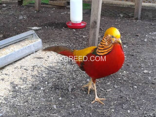 Red golden pheasant puthey pair