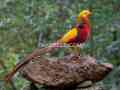 red-golden-pheasant-puthey-pair-small-2