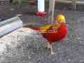 red-golden-pheasant-puthey-pair-small-0