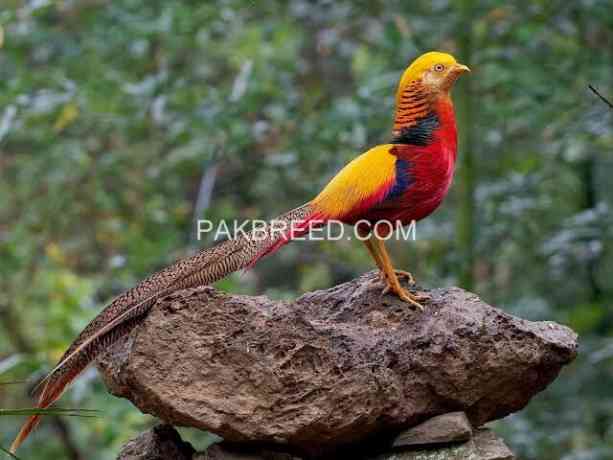 red-golden-pheasant-puthey-pair-big-2