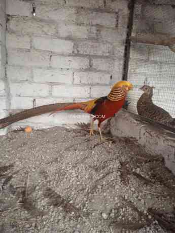 red-golden-pheasant-puthey-pair-big-3