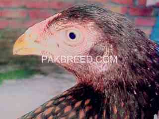 mian-wali-aseel-murghi-home-breed