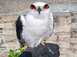 south-african-red-eye-eagle