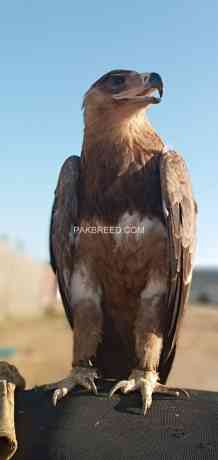 bonelli-eagle-big-1