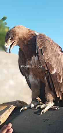 bonelli-eagle-big-0