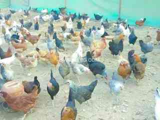 egg-laying-desi-misri-hens