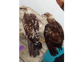 Pair of Raw Eagles