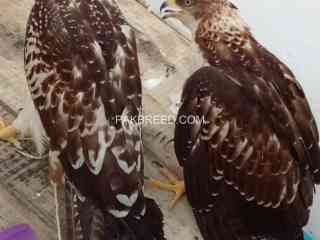 pair-of-raw-eagles