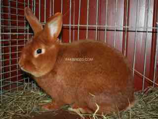 fancy-rabbits-available