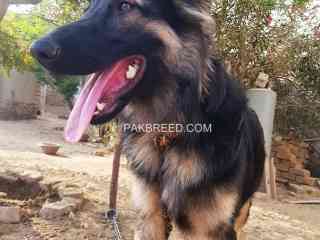 german-shepherd-dog