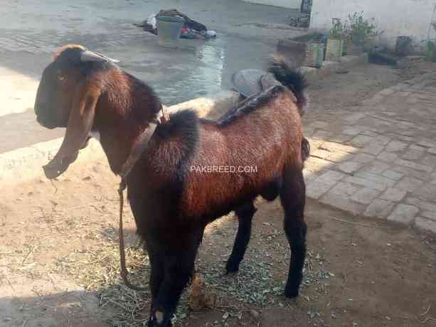 urgent-goats-for-sale-big-1