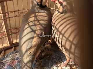 chakor-alectoris-chukar-for-sale