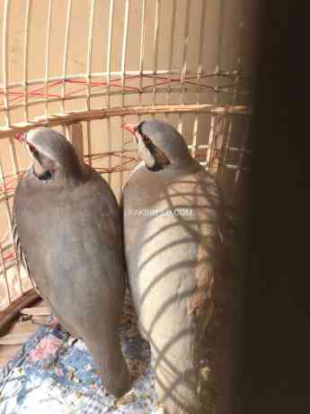 chakor-alectoris-chukar-for-sale-big-1