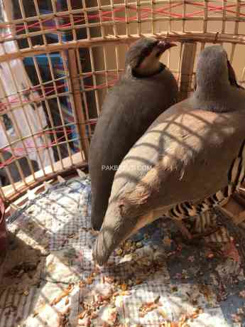 chakor-alectoris-chukar-for-sale-big-3