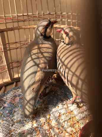 chakor-alectoris-chukar-for-sale-big-0