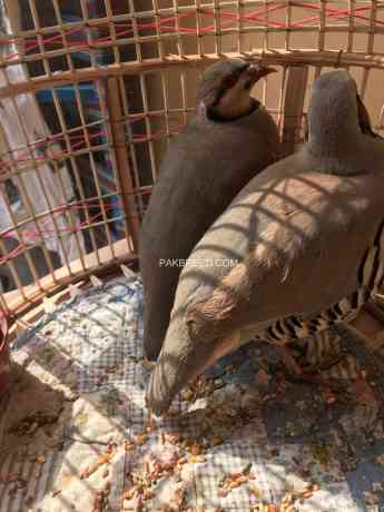 chakor-alectoris-chukar-for-sale-big-4