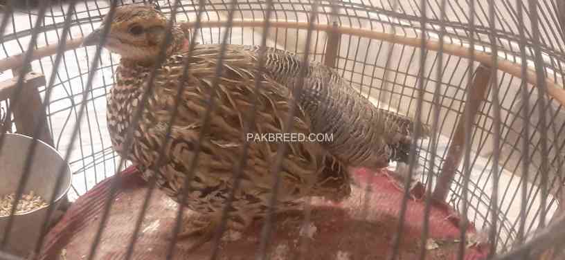 female-of-black-francolin-big-1