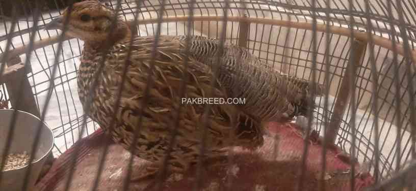 female-of-black-francolin-big-2