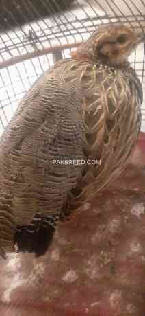 female-of-black-francolin-big-0