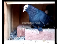 black-mukhi-pigeons-for-sale-small-1