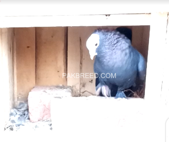 black-mukhi-pigeons-for-sale-big-2