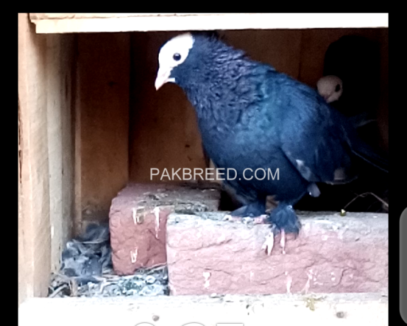 black-mukhi-pigeons-for-sale-big-1