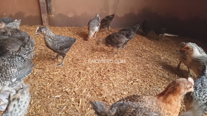 desi-chicks-hens-for-sale-rs-200-piece-0334-4440950-big-1