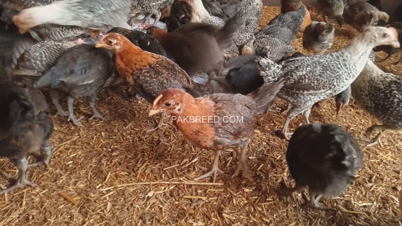 desi-chicks-hens-for-sale-rs-200-piece-0334-4440950-big-2