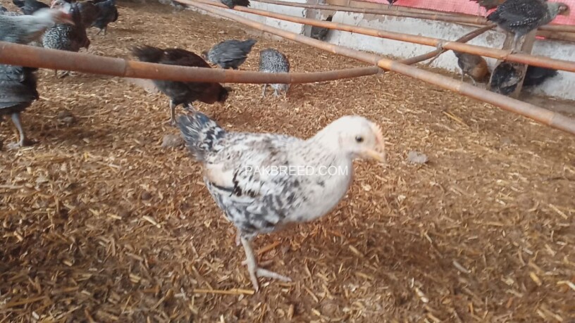 desi-chicks-hens-for-sale-rs-200-piece-0334-4440950-big-4
