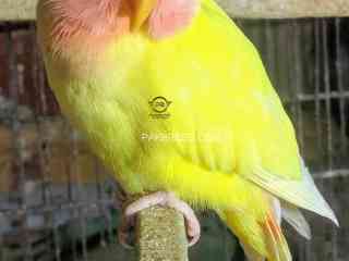 lotino-lutino-pure-red-eyes-very-healthy-and-active-birds-gigantic-size-neat-clean-and-healthy-birds