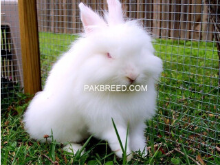 Lion Head Rabbits | Imported Rabbits | Fancy Rabbits | Pet | Pure Bred