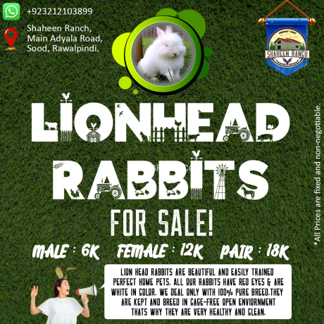 lion-head-rabbits-imported-rabbits-fancy-rabbits-pet-pure-bred-big-1