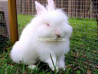 lion-head-rabbits-imported-rabbits-fancy-rabbits-pet-pure-bred