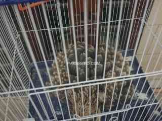 steppe-eaglet-needs-a-new-home