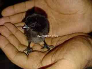 ayam-cemani-chicks-for-sale-grey-tounge