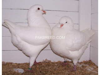 Beautiful Pair of White King Pigeons for sale in Lahore