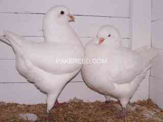 beautiful-pair-of-white-king-pigeons-for-sale-in-lahore