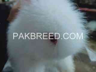 turkey-english-angora-full-face-fully-healthy-active-mahshallah