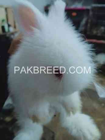 turkey-english-angora-full-face-fully-healthy-active-mahshallah-big-0