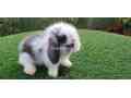 holland-lop-bunnies-small-0