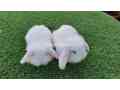 holland-lop-bunnies-small-3