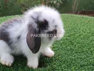 holland-lop-bunnies