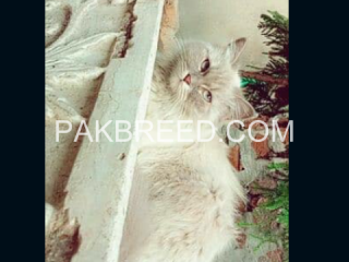 ragdoll-pure-breed-female-and-male