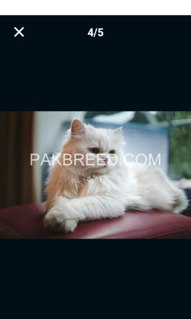 ragdoll-pure-breed-female-and-male-big-2