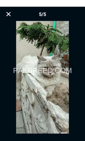 ragdoll-pure-breed-female-and-male-big-4