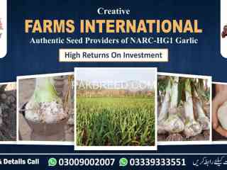 g1-garlic-hg1-garlic-lehson-buy-and-sell